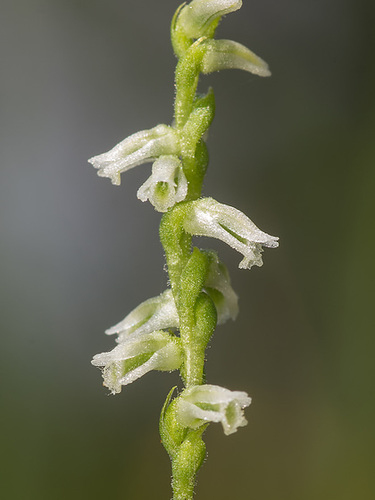 Spiranthes eatonii (Eaton's Ladies'-tresses orchid)