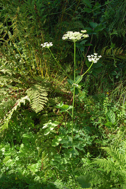 Milfolia akeleo (Schafgarbe)