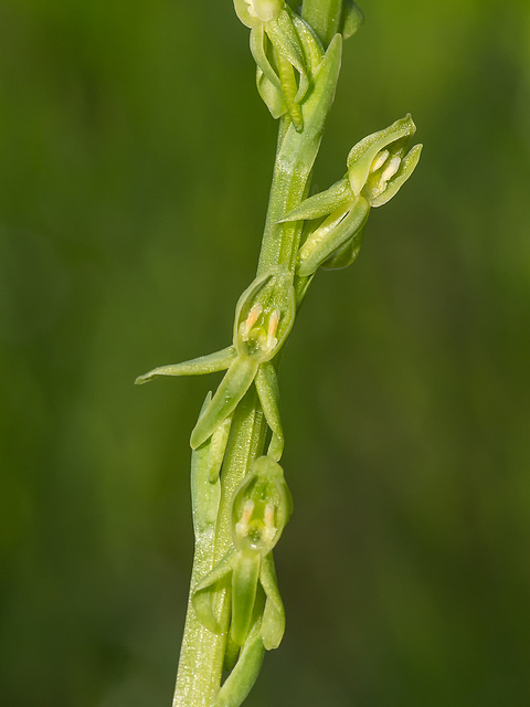 Platanthera sparsiflora (Sparse-flowered Bog orchid)