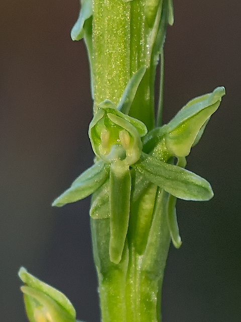 Platanthera sparsiflora (Sparse-flowered Bog orchid)