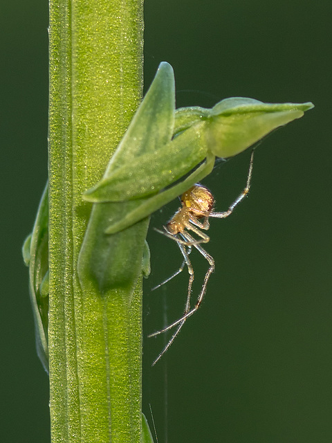 Platanthera sparsiflora (Sparse-flowered Bog orchid) + spider with fill flash