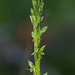 Platanthera sparsiflora (Sparse-flowered Bog orchid)