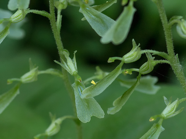 Neottia convallarioides (Broadlipped Twayblade orchid) + pollinia on lip