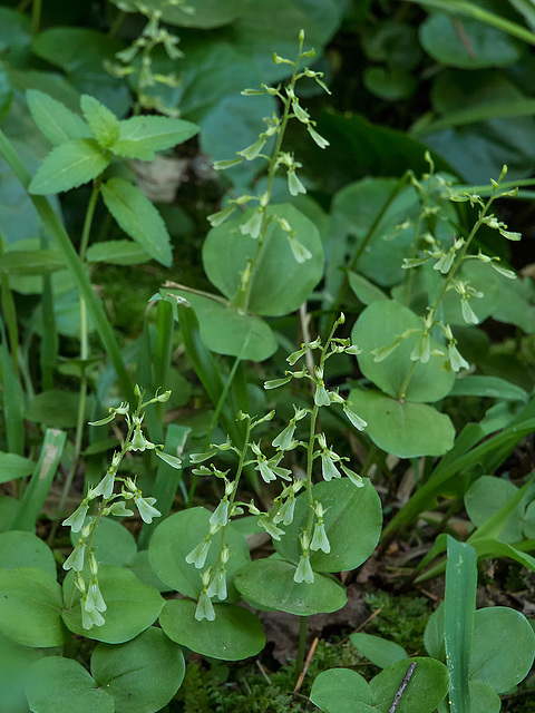 Neottia convallarioides (Broadlipped Twayblade orchid)