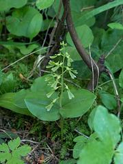 Neottia convallarioides (Broadlipped Twayblade orchid)