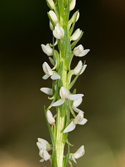 Platanthera dilatata var. leucostachys (Sierra Bog orchid)