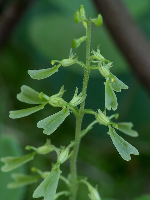 Neottia convallarioides (Broadlipped Twayblade orchid)