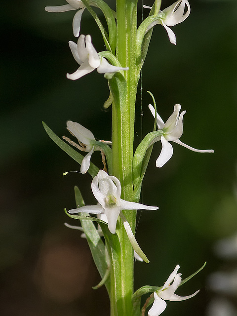 Platanthera dilatata var. leucostachys (Sierra Bog orchid)