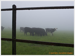 cattle_through_fence