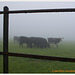 cattle_through_fence