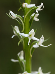 Platanthera dilatata var. leucostachys (Sierra Bog orchid)