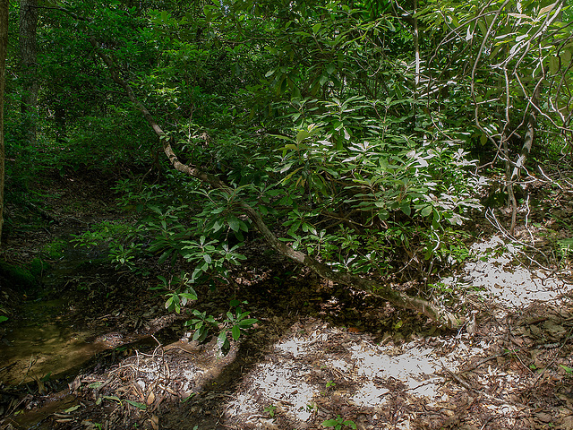 Rhododendron maximum (Rosebay Rhododendron) with Neottia smallii (Kidneyleaf Twayblade orchid) growing underneath