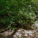 Rhododendron maximum (Rosebay Rhododendron) with Neottia smallii (Kidneyleaf Twayblade orchid) growing underneath