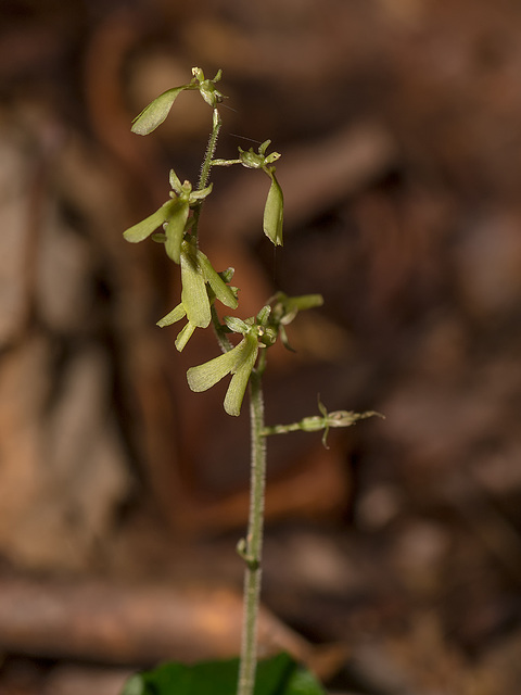 Neottia smallii (Kidneyleaf Twayblade orchid)