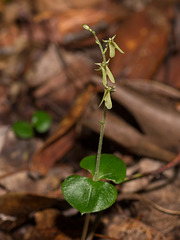 Neottia smallii (Kidneyleaf Twayblade orchid)