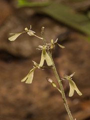 Neottia smallii (Kidneyleaf Twayblade orchid)