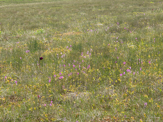 Edna's Road Bog