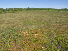 Edna's Road Bog