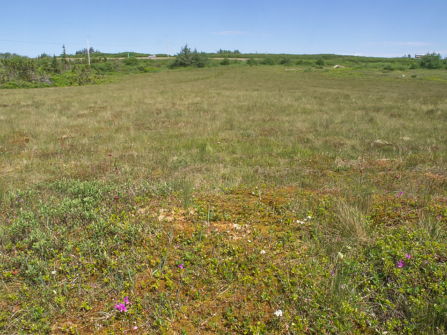 Edna's Road Bog