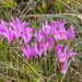 Arethusa bulbosa (Dragon's Mouth orchid)