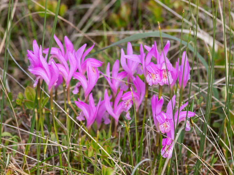 Arethusa bulbosa (Dragon's Mouth orchid)