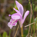 Arethusa bulbosa (Dragon's Mouth orchid)