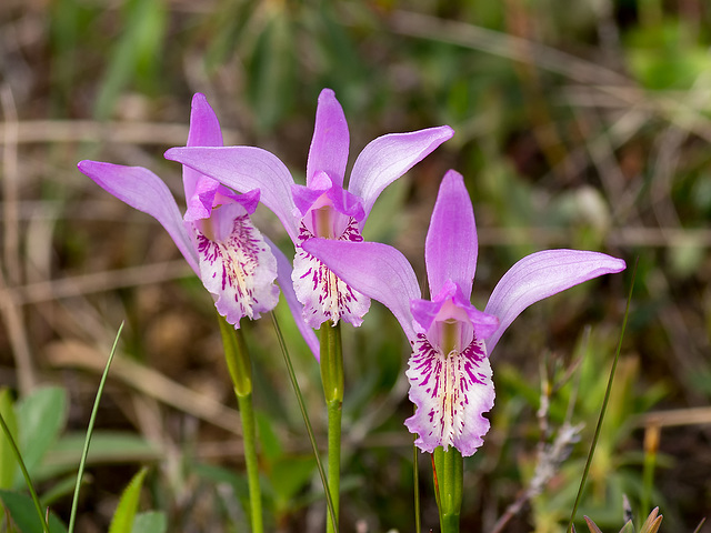 Arethusa bulbosa (Dragon's Mouth orchid)