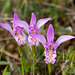 Arethusa bulbosa (Dragon's Mouth orchid)