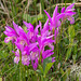 Arethusa bulbosa (Dragon's Mouth orchid)