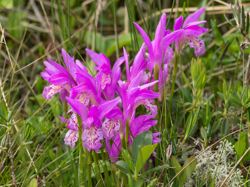 Arethusa bulbosa (Dragon's Mouth orchid)