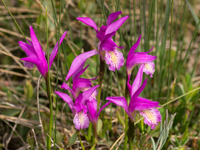 Arethusa bulbosa (Dragon's Mouth orchid)