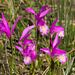 Arethusa bulbosa (Dragon's Mouth orchid)