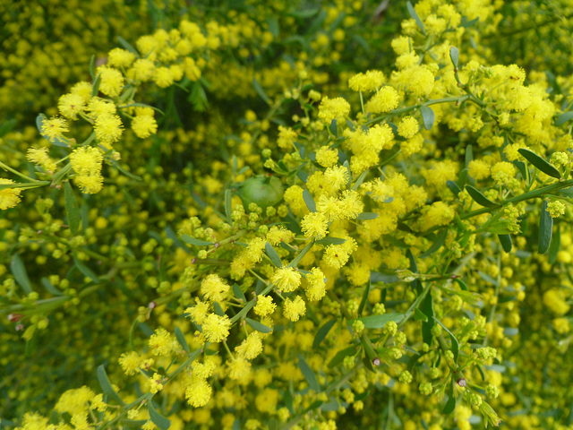 Local Adelaide plains wattle