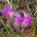 Arethusa bulbosa (Dragon's Mouth orchid)