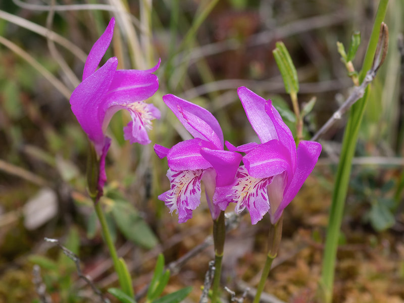 Arethusa bulbosa (Dragon's Mouth orchid)