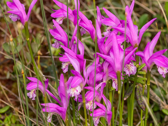 Arethusa bulbosa (Dragon's Mouth orchid)