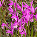 Arethusa bulbosa (Dragon's Mouth orchid)