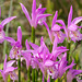 Arethusa bulbosa (Dragon's Mouth orchid)