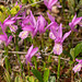 Arethusa bulbosa (Dragon's Mouth orchid)