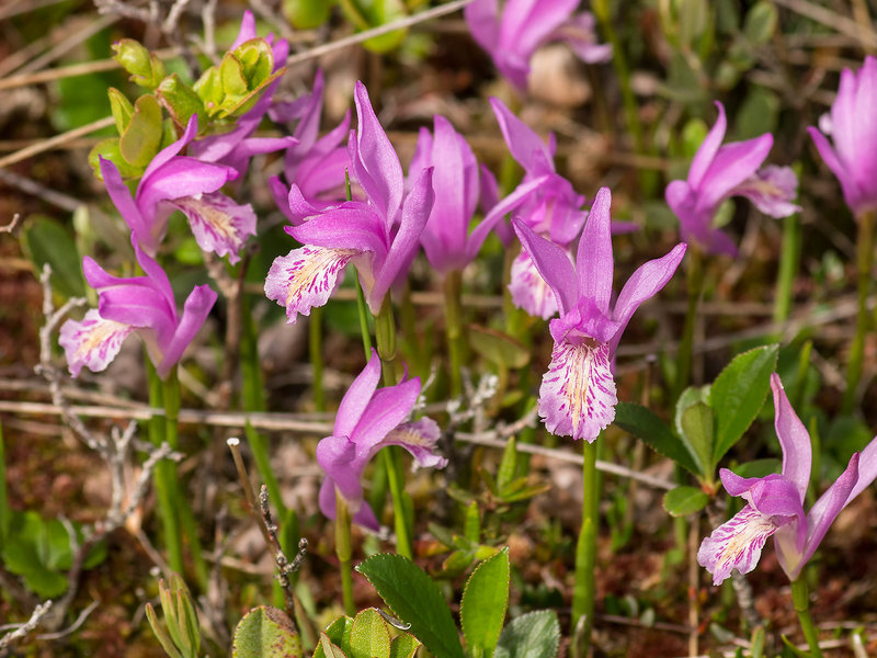 Arethusa bulbosa (Dragon's Mouth orchid)