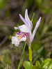 Arethusa bulbosa (Dragon's Mouth orchid)