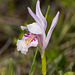 Arethusa bulbosa (Dragon's Mouth orchid)