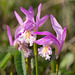 Arethusa bulbosa (Dragon's Mouth orchid)