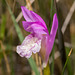 Arethusa bulbosa (Dragon's Mouth orchid)