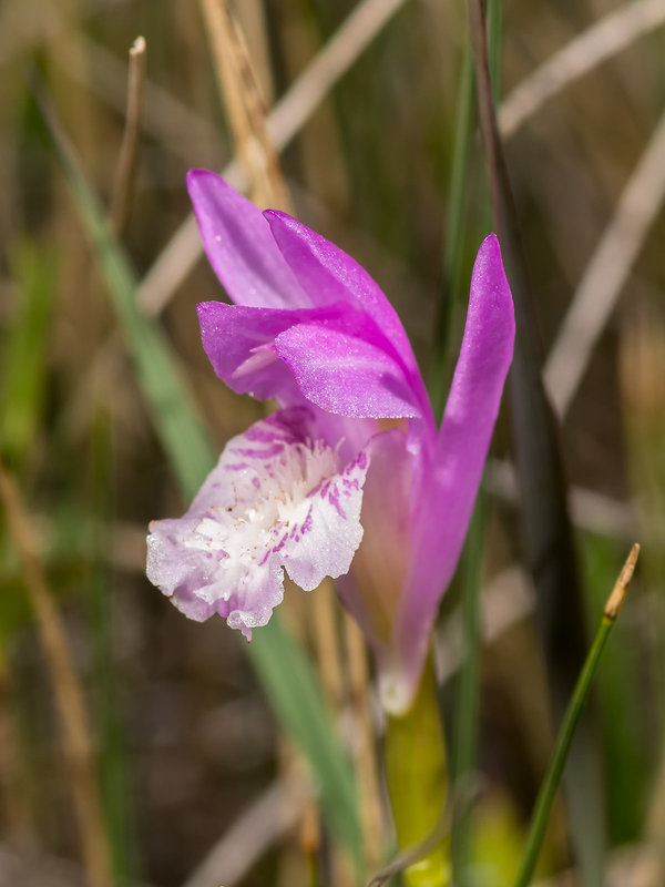 Arethusa bulbosa (Dragon's Mouth orchid)