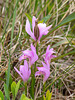 Arethusa bulbosa (Dragon's Mouth orchid) with last year's seed capsule