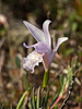 Arethusa bulbosa forma subcaerulea (Dragon's Mouth ochid - lavender form)