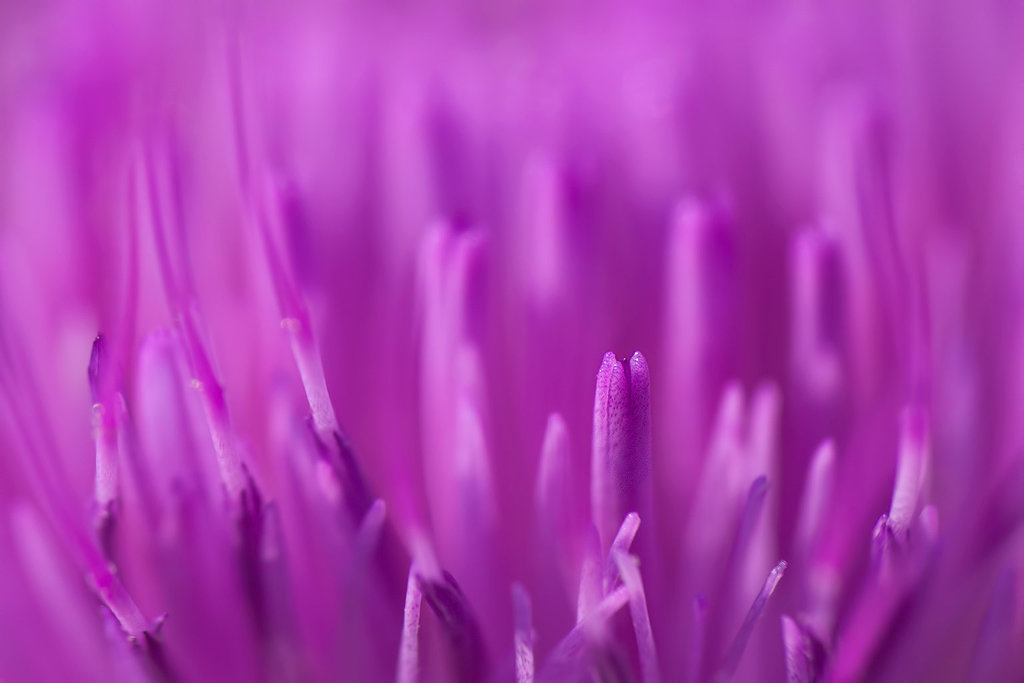 Bull Thistle Tip