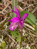 Arethusa bulbosa (Dragon's Mouth orchid)