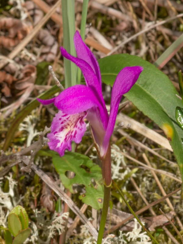 Arethusa bulbosa (Dragon's Mouth orchid)